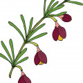boronia parda
