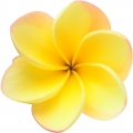 frangipani