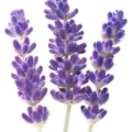 lavanda silvestre