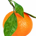 mandarina italiana