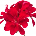 pelargonio egipcio