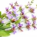 salvia azul