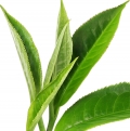 té de Darjeeling